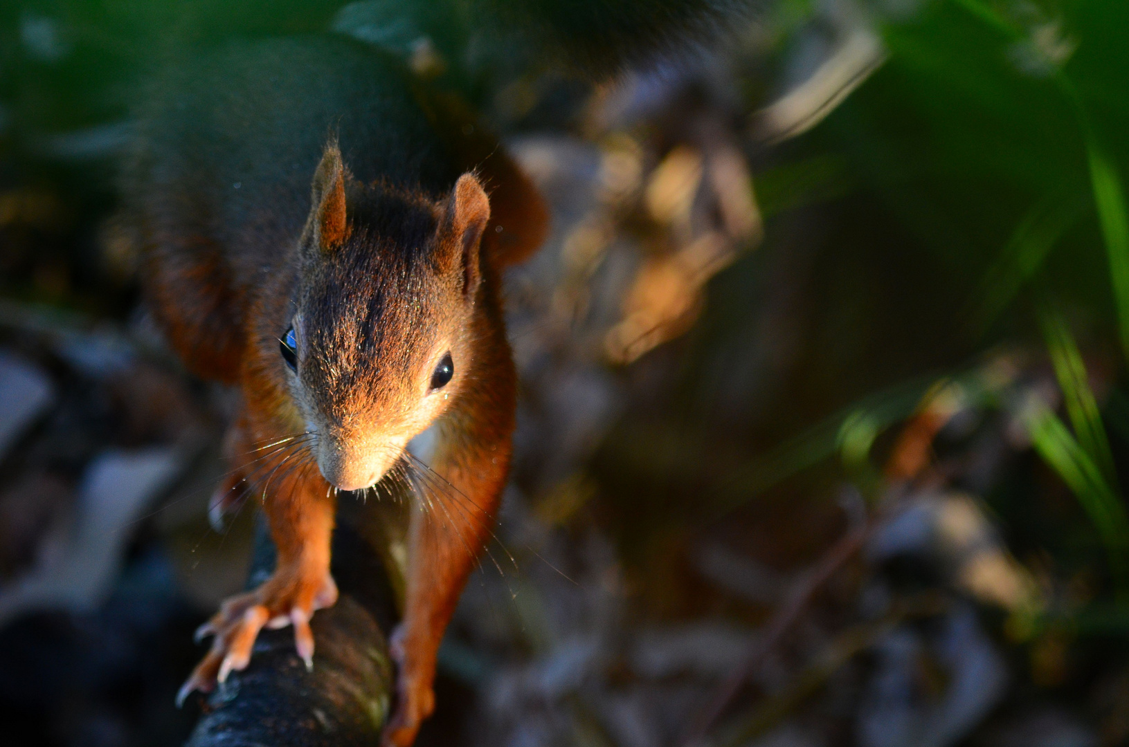 Eichhörnchen am Sonnen