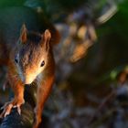 Eichhörnchen am Sonnen