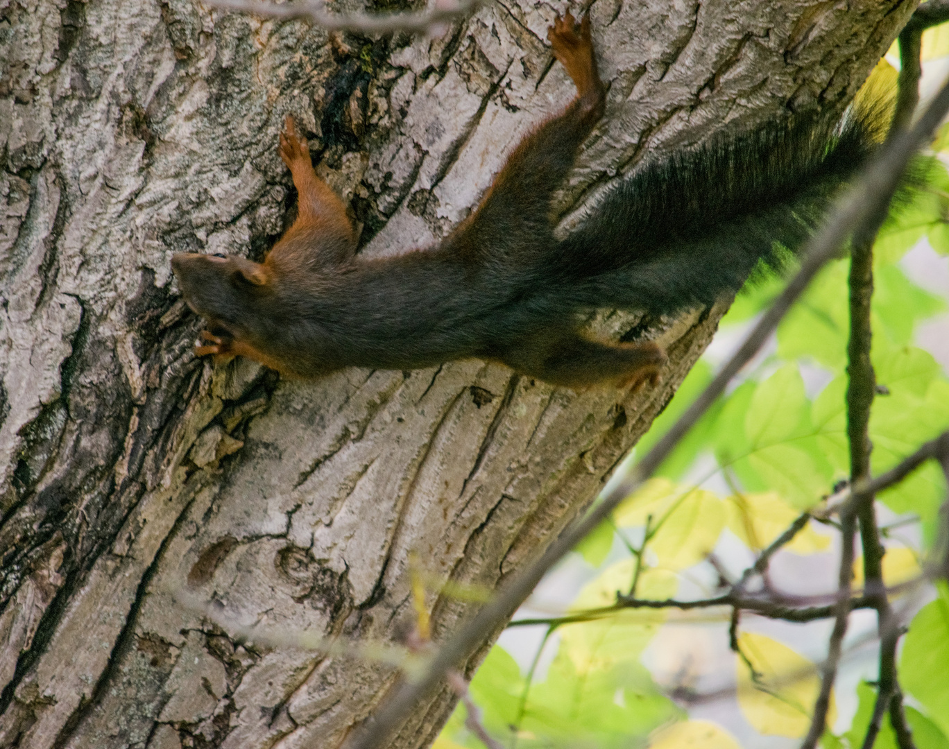 Eichhörnchen am Stamm 