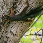 Eichhörnchen am Stamm 