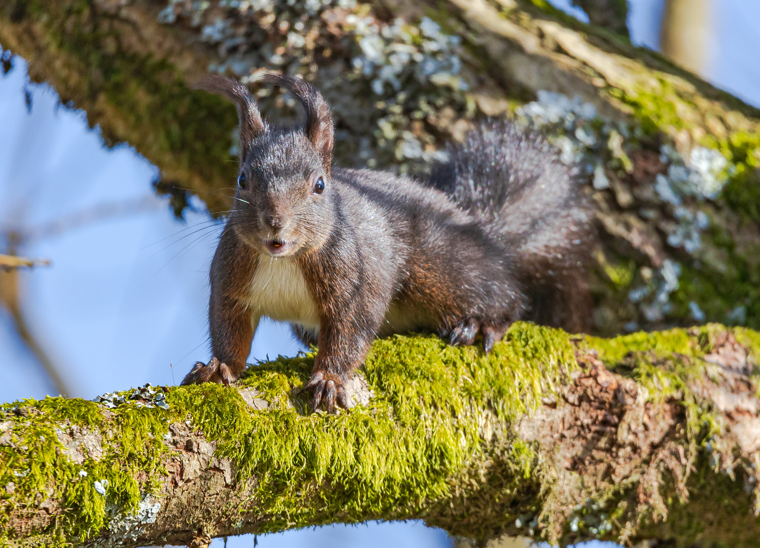 Eichhörnchen am Sumpfteich