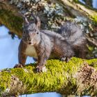 Eichhörnchen am Sumpfteich