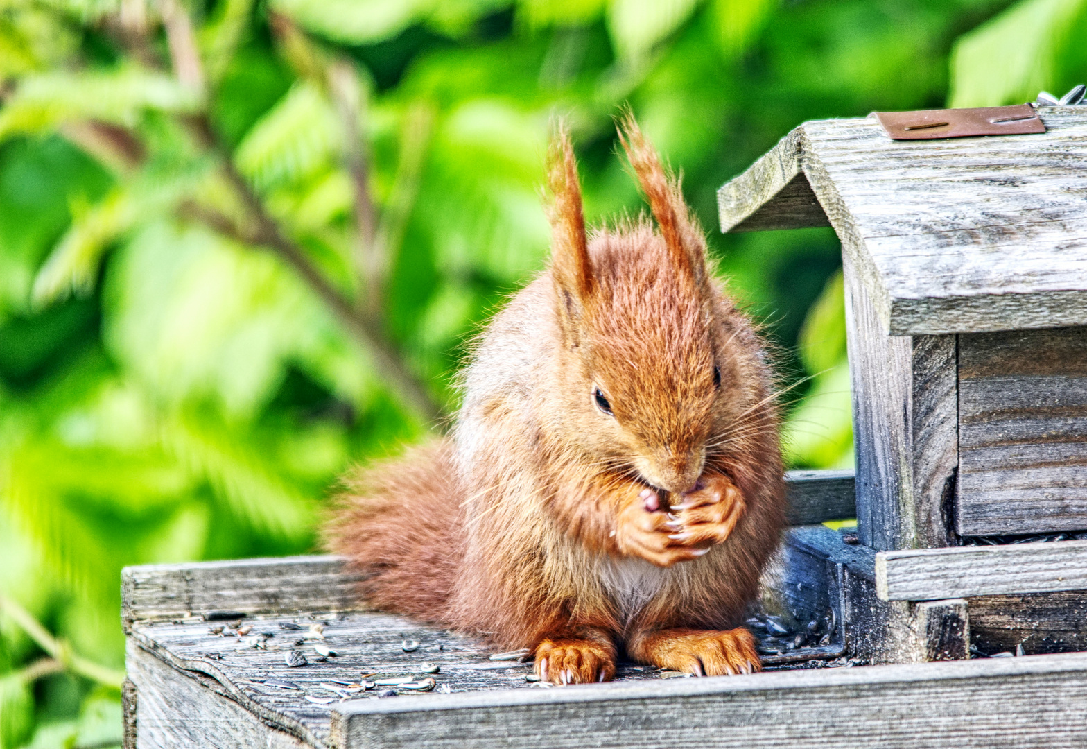 Eichhörnchen am Vogelfutter