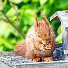 Eichhörnchen am Vogelfutter