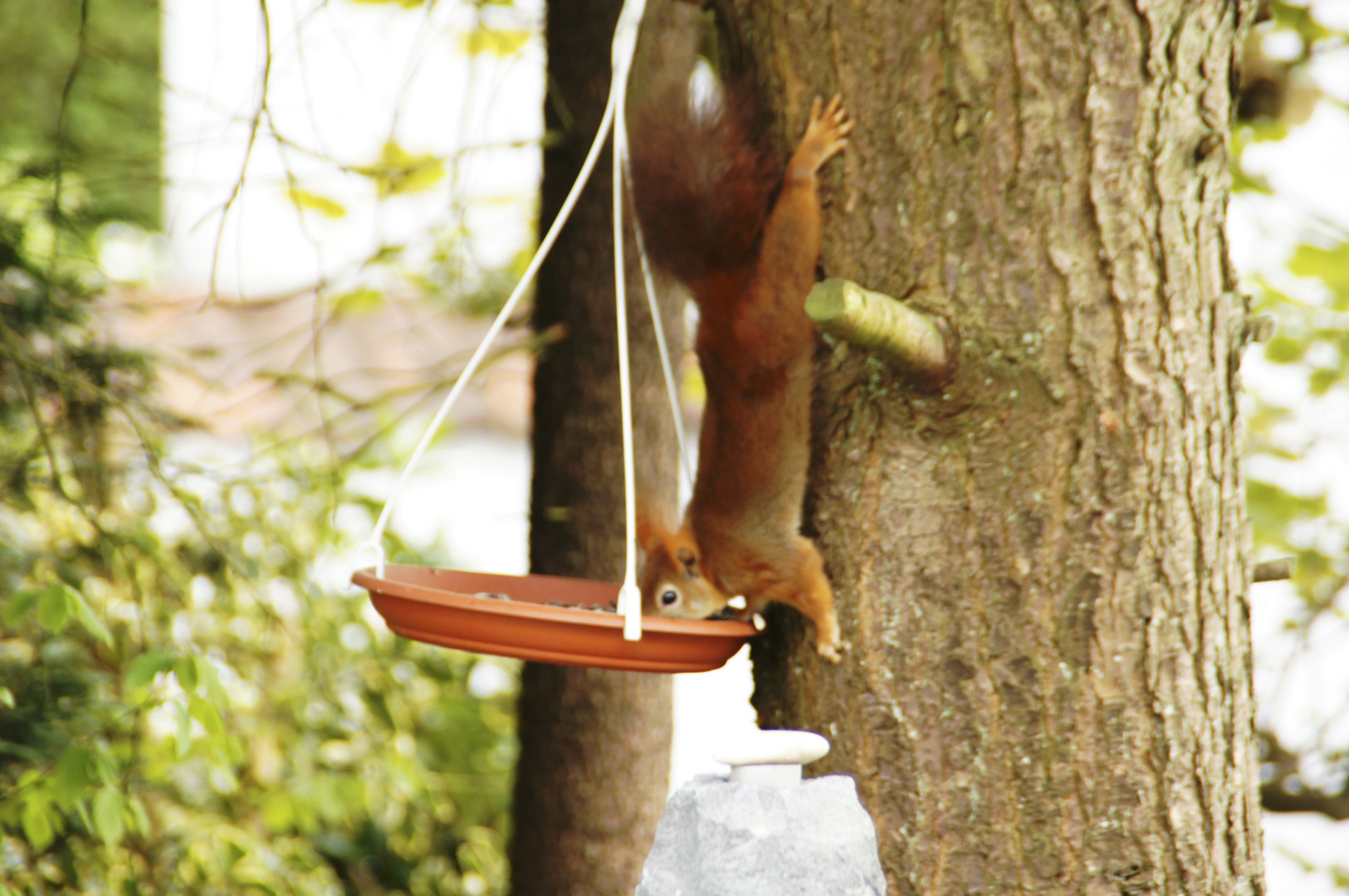 Eichhörnchen am Vogelfutter