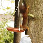 Eichhörnchen am Vogelfutter