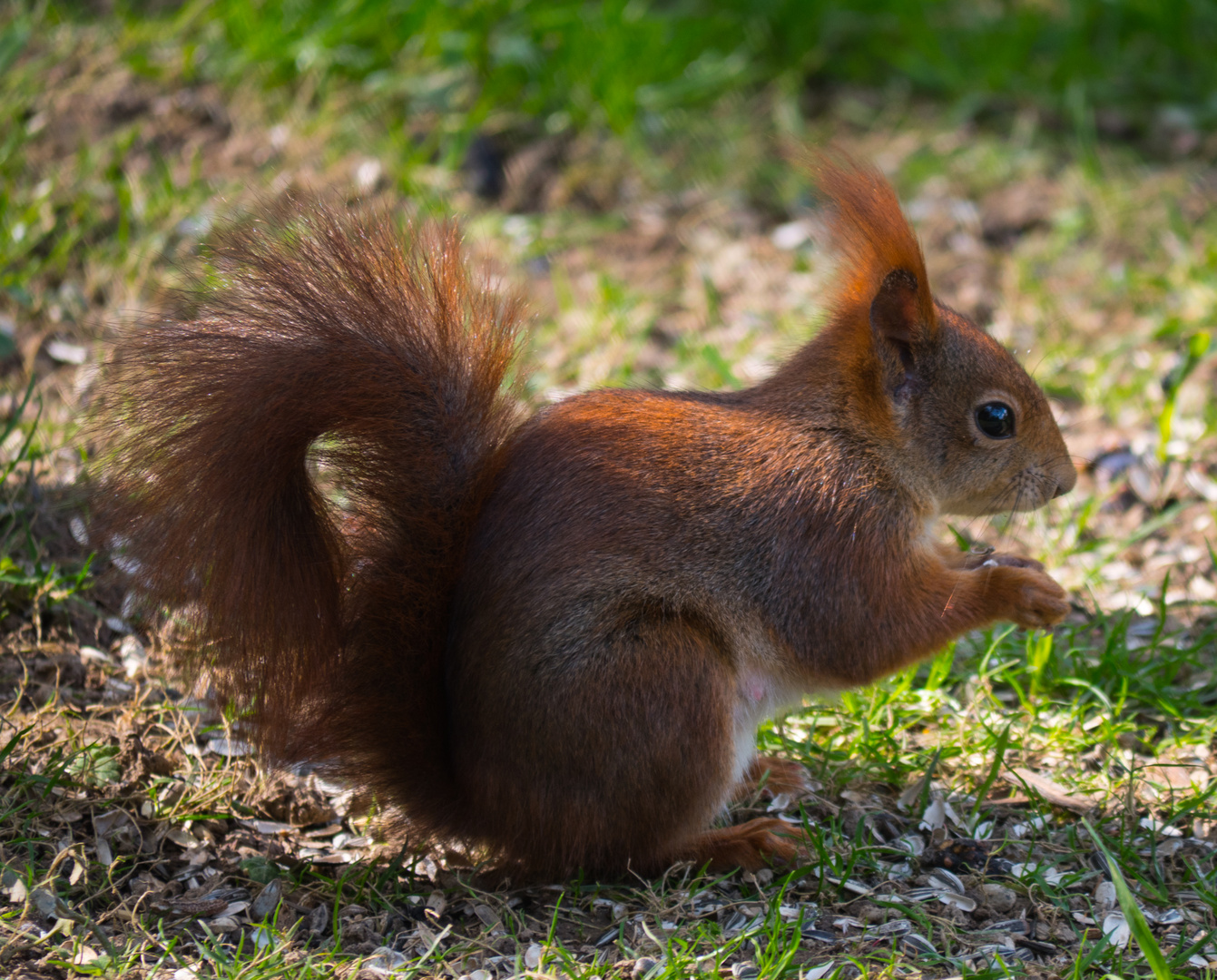 Eichhörnchen am Vogelfutter