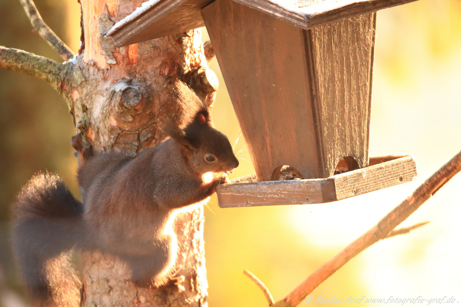 Eichhörnchen am Vogelhäuschen