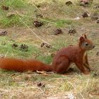 Eichhörnchen am Waldboden