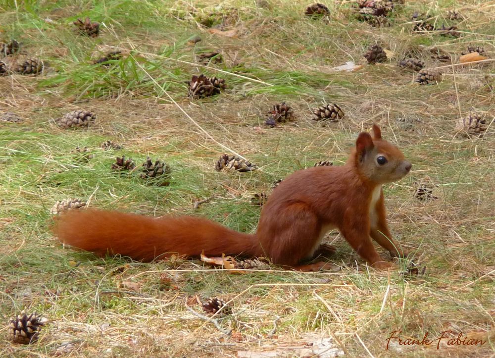 Eichhörnchen am Waldboden