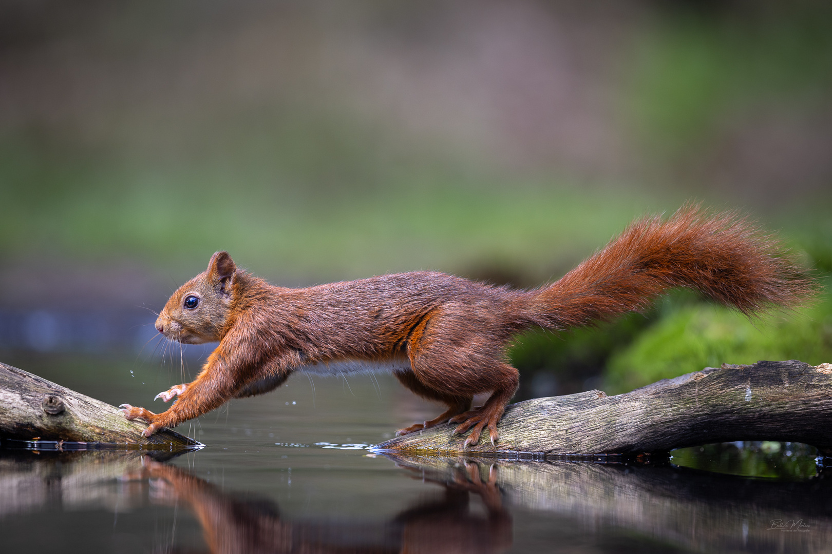 Eichhörnchen am Wasser