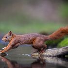 Eichhörnchen am Wasser