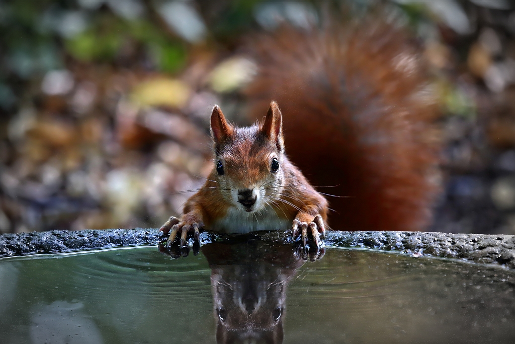 Eichhörnchen am Wasser