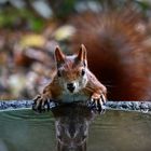 Eichhörnchen am Wasser