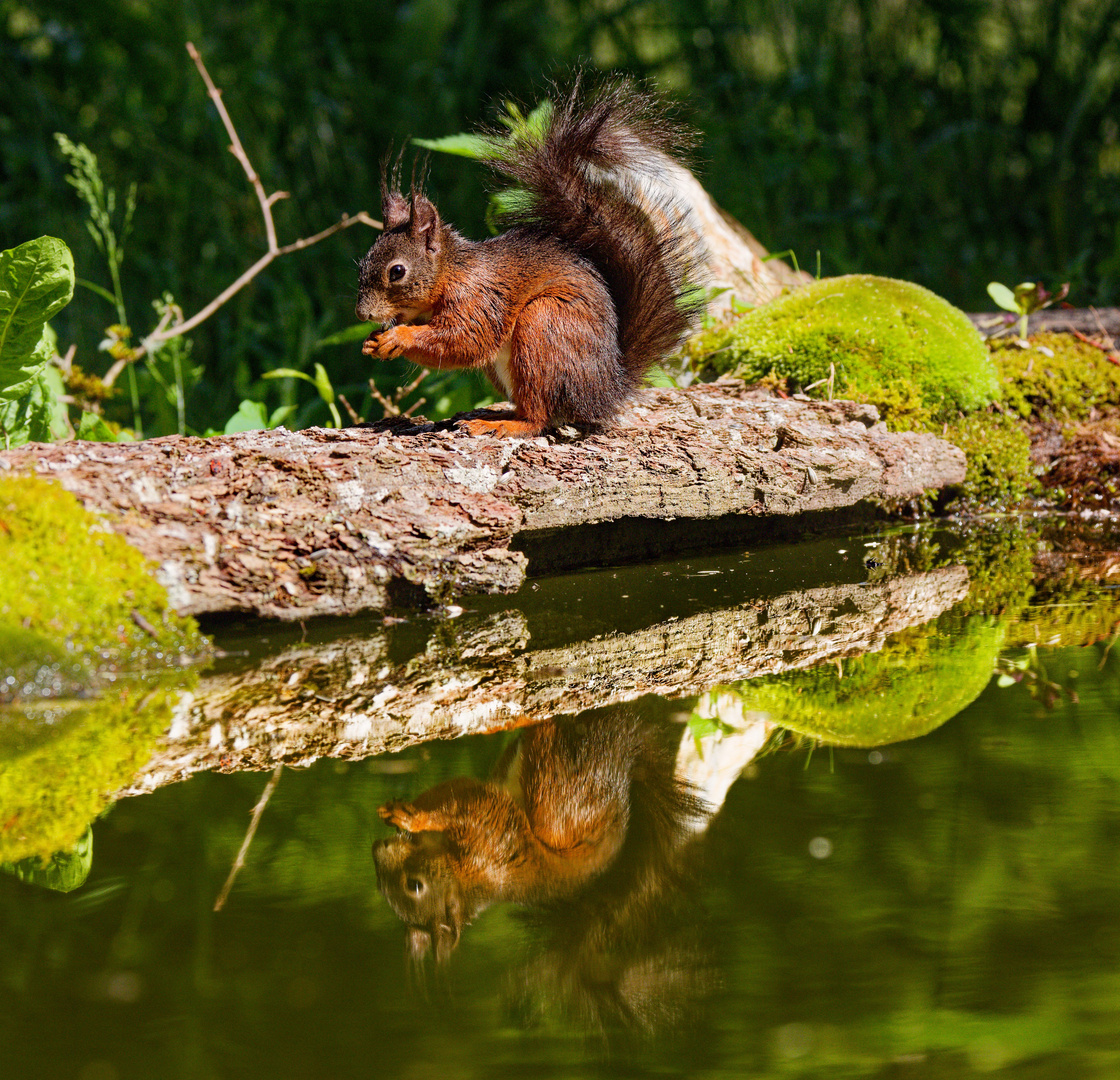 Eichhörnchen am Wasser