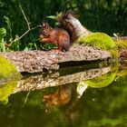 Eichhörnchen am Wasser