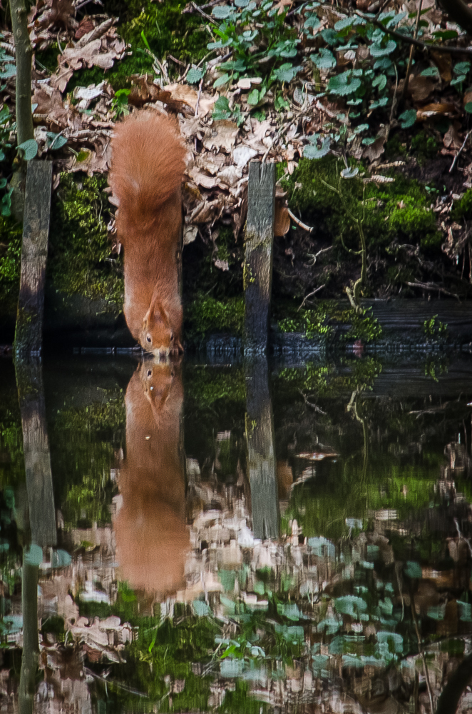 EIchhörnchen am Wasserlauf