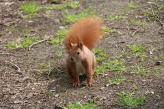 Eichhörnchen am Wegesrand