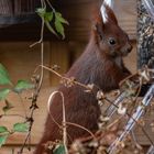 Eichhörnchen an der Futterstation