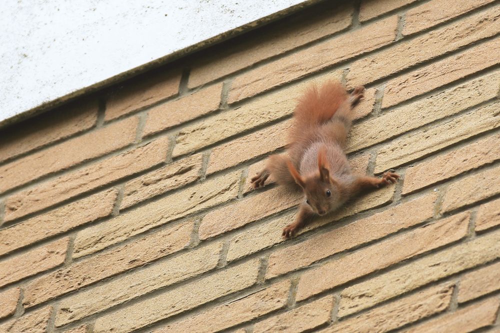 Eichhörnchen an der Hauswand in 10 m Höhe Foto & Bild tiere, wildlife, wildlife sonstige