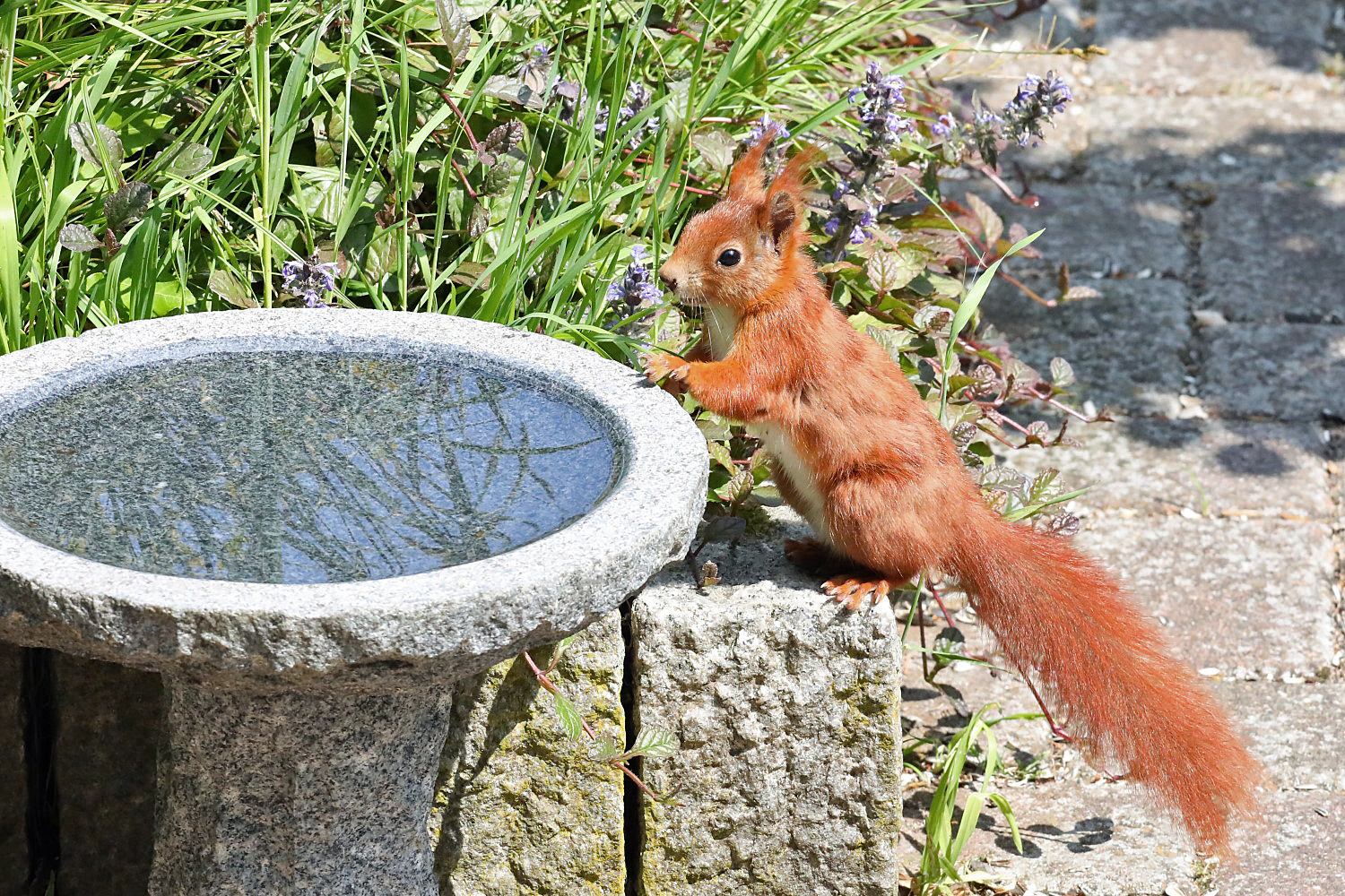 Eichhörnchen an der Tränke...