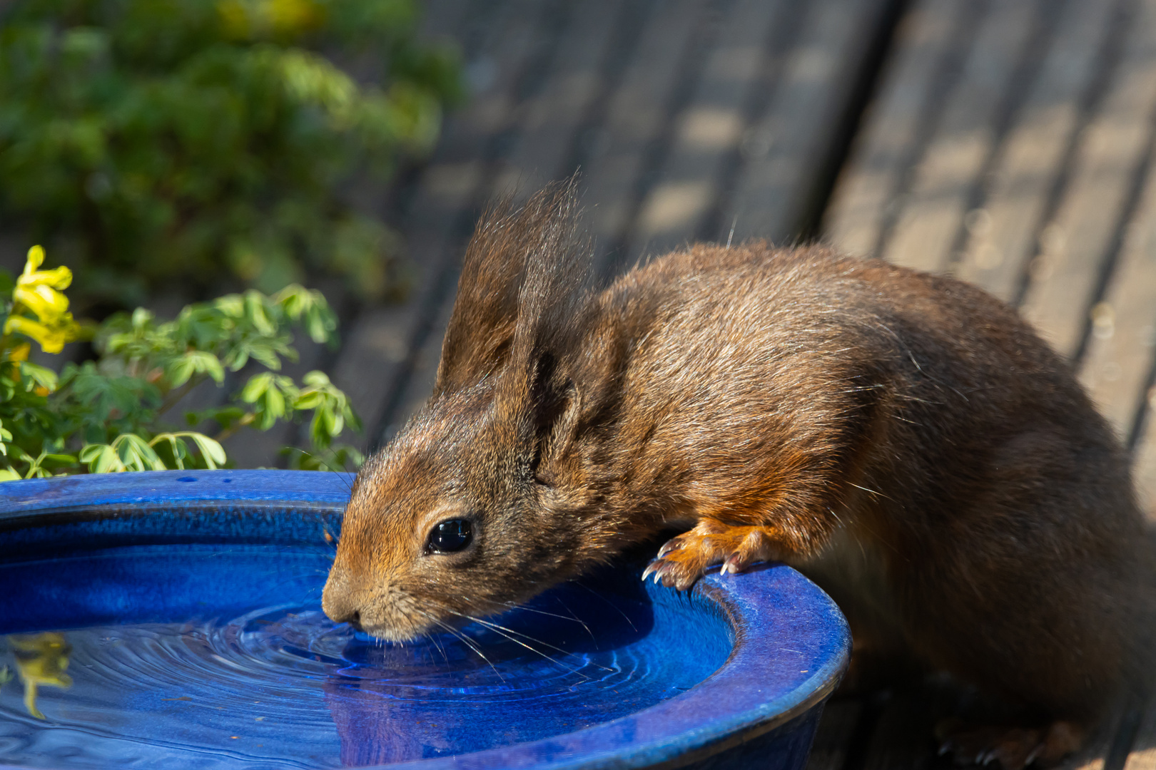 Eichhörnchen an der Vogeltränke 1