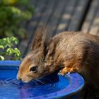 Eichhörnchen an der Vogeltränke 1