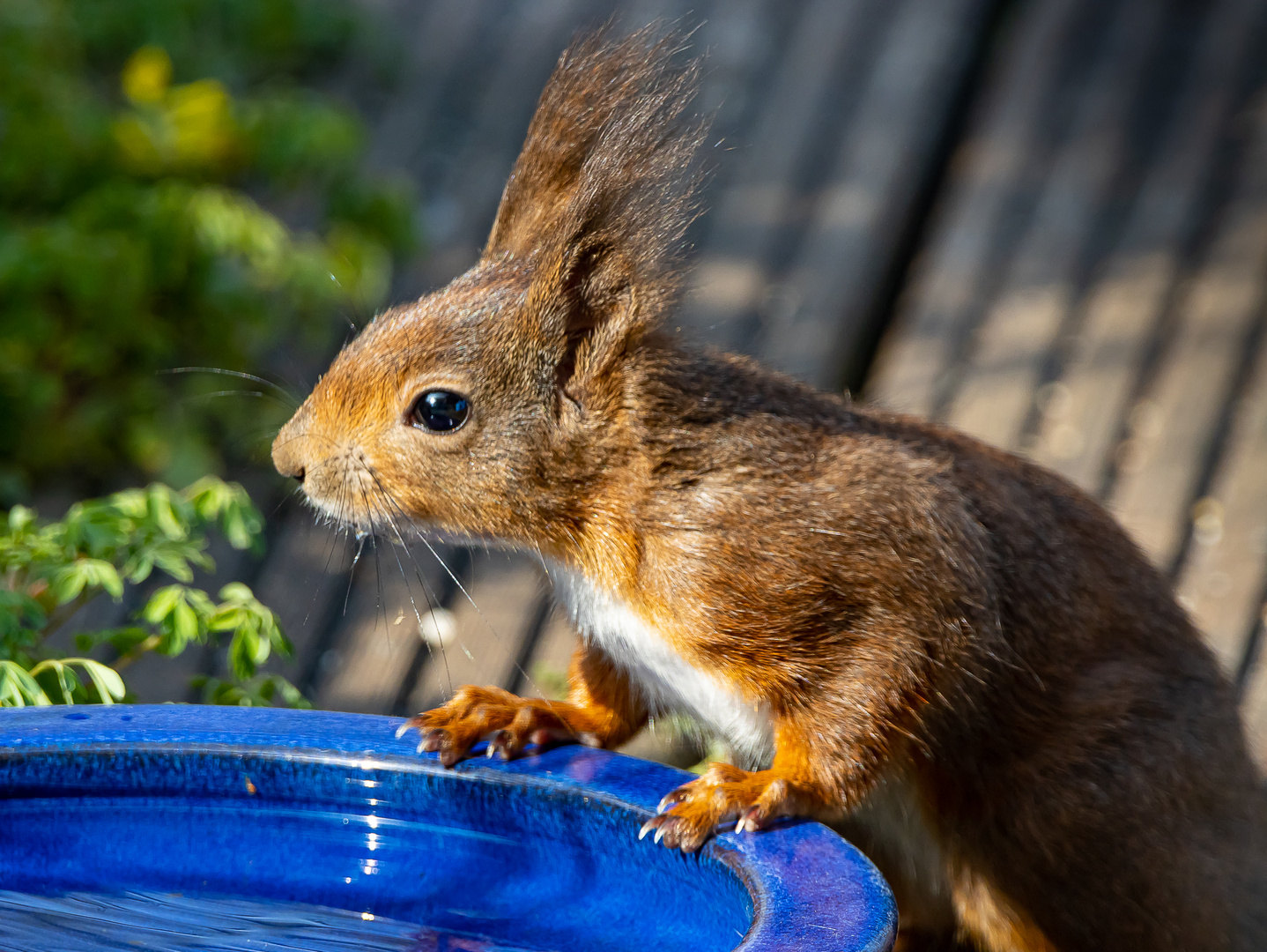 Eichhörnchen an der Vogeltränke 2