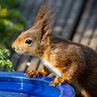 Eichhörnchen an der Vogeltränke 2