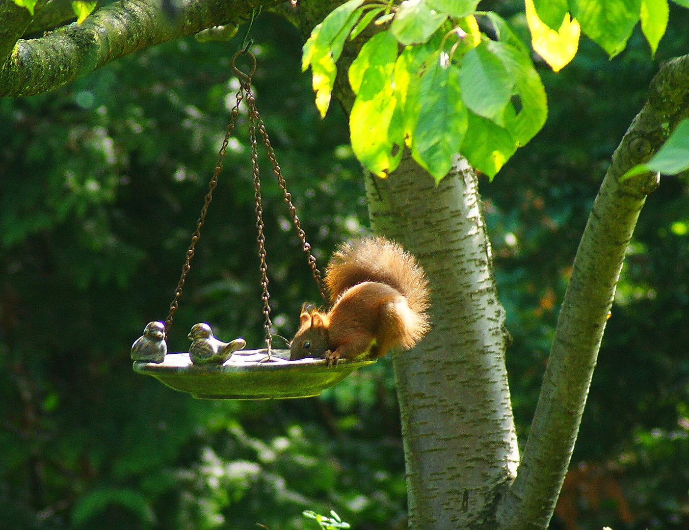  Eichhörnchen an der Vogeltränke