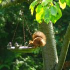  Eichhörnchen an der Vogeltränke