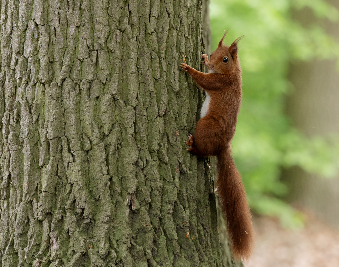 Eichhörnchen an Eiche