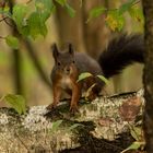 Eichhörnchen an einem Herbsttag