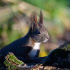 Eichhörnchen an Futterstelle