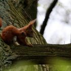 Eichhörnchen an kratzen