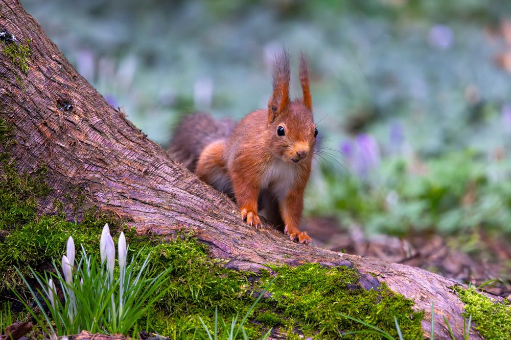 Eichhörnchen an Krokussen ;-)