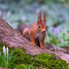 Eichhörnchen an Krokussen ;-)