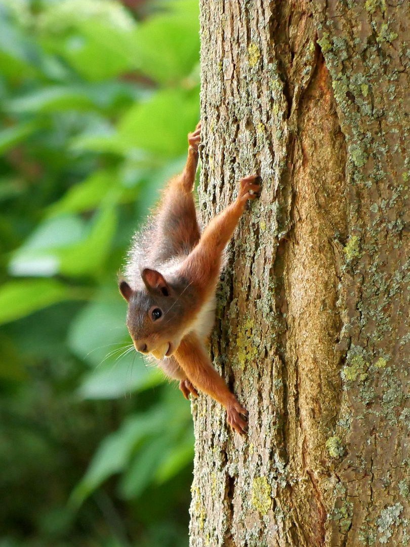 Eichhörnchen an Linde