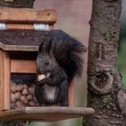 Eichhörnchen an seinem Futterhaus