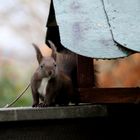 Eichhörnchen auf Abwegen...