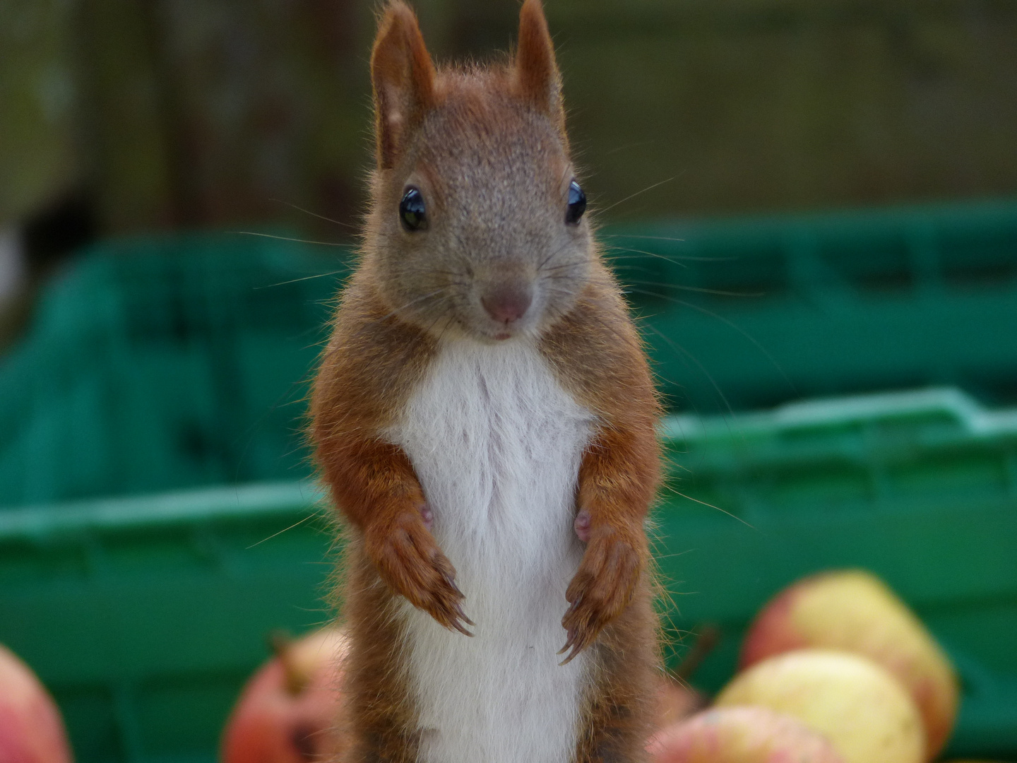 Eichhörnchen auf Apfelfang