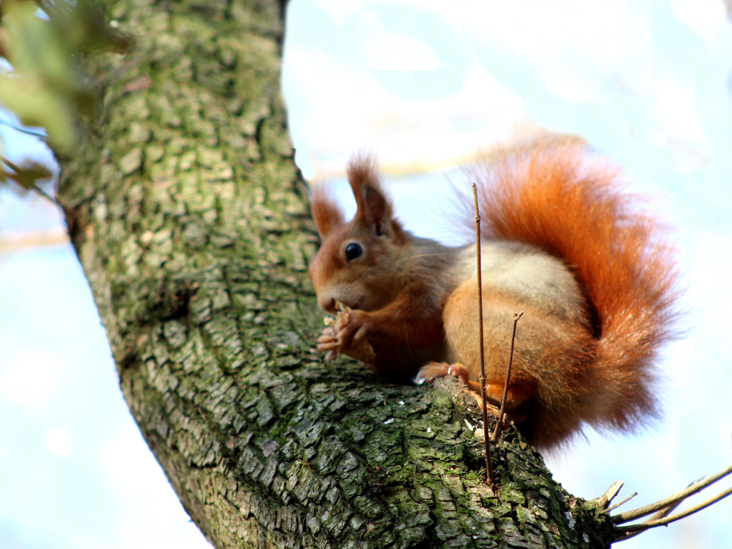 Eichhörnchen auf Ast (2)