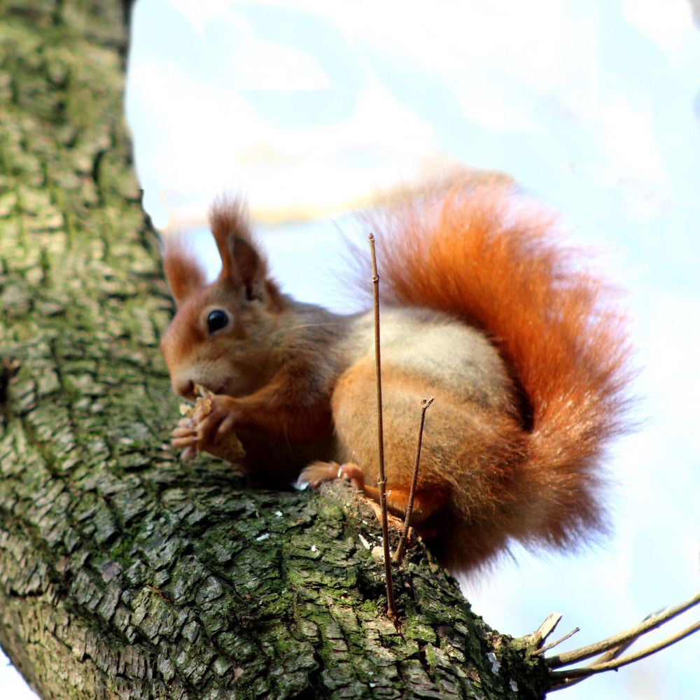 Eichhörnchen auf Ast (3)