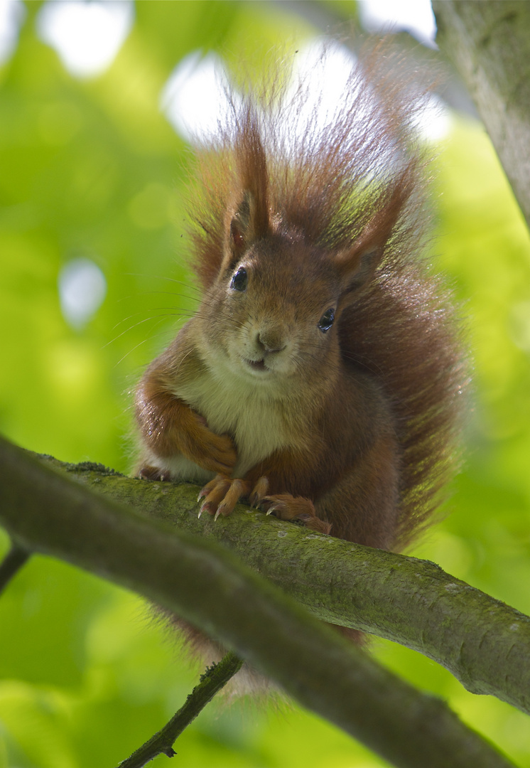 Eichhörnchen auf Ast