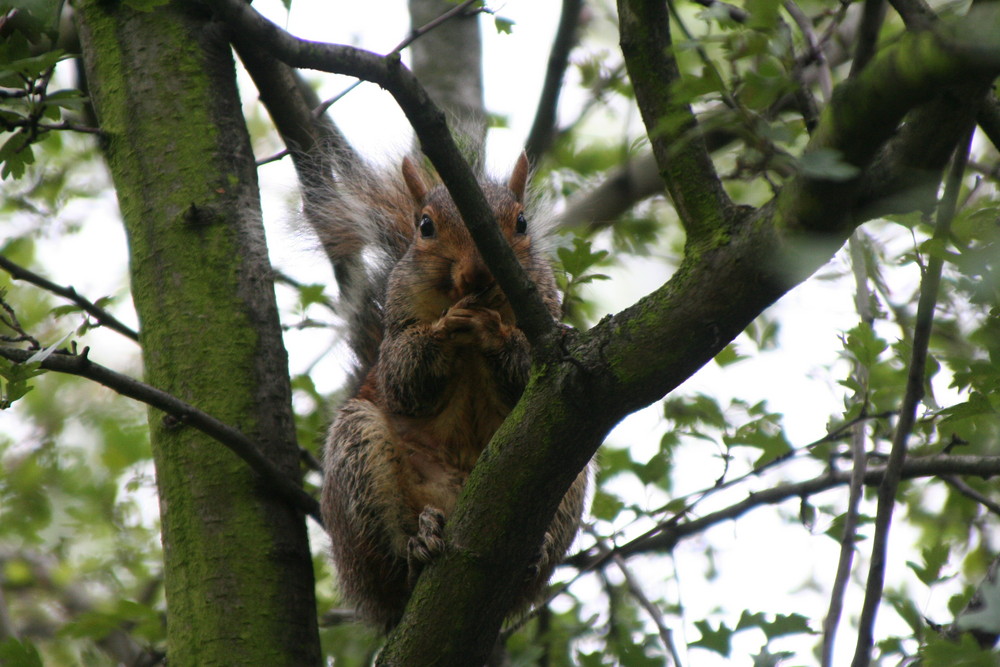 Eichhörnchen auf Baum