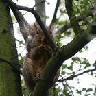 Eichhörnchen auf Baum