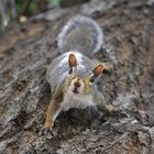 Eichhörnchen auf Baum