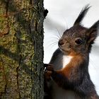 Eichhörnchen auf Beobachtungsposten