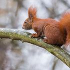 "Eichhörnchen auf Buchenast 20214"