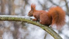 "Eichhörnchen auf Buchenast 20214"